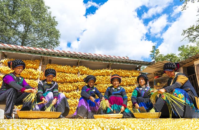 镜头下丰收的大凉山