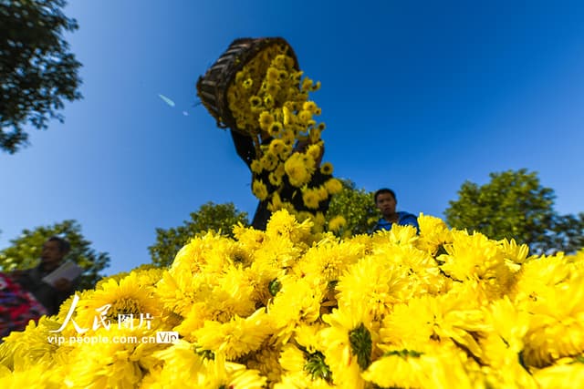 湖南常宁:“美丽经济”助农增收