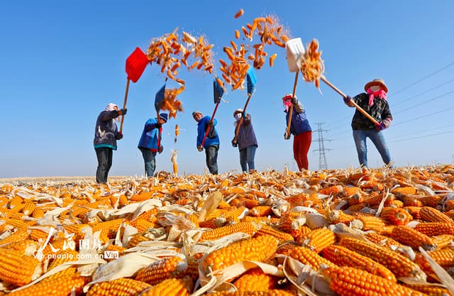 甘肃张掖:玉米种子加工忙