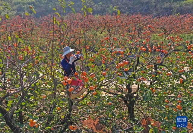 广西桂林:恭城月柿挂枝头