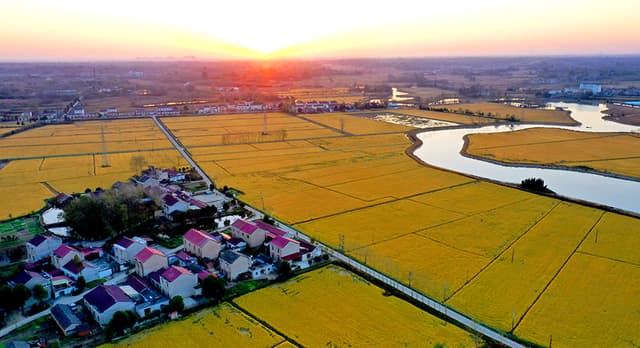 安徽六安:千亩“鱼田雪稻”丰收在望